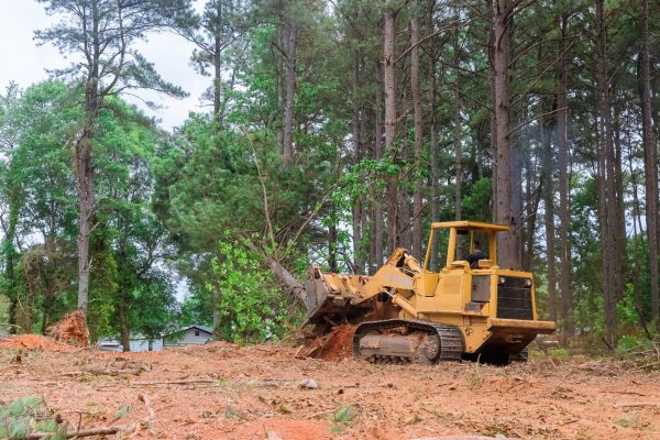 Cost of Trees Clearing in Cuyahoga Falls