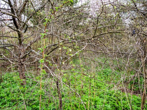 Cost of Underbrush Clearing in Cuyahoga Falls