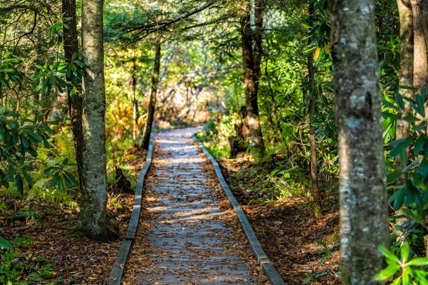 Cost of Trail Clearing in Cuyahoga Falls